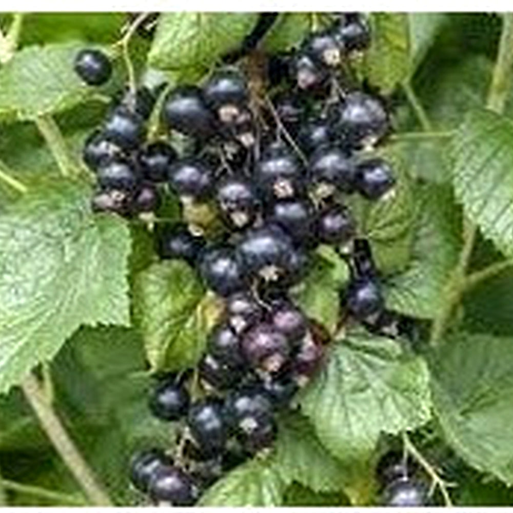 Johannisbeere Fruit Seeds for Planting [neera-v5-1b9de654946052f360e5]