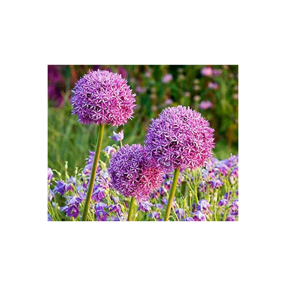 Giant Onion Allium Giganteum Flower For Planting In Backyard Gardening Ornamental Borders [neera-v5-1ba8f09a2f5a3bb82eb0]