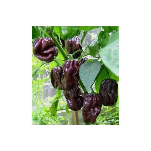 Chocolate Pepper Vegetable Seeds for Planting [neera-v5-1bb1720755630a2f5fe4]