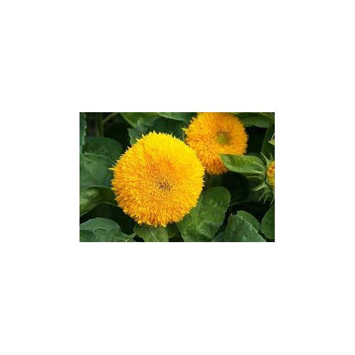 Dwarf Sunflower Flower Seeds [neera-v5-1bb6bce787e31b734a6f]