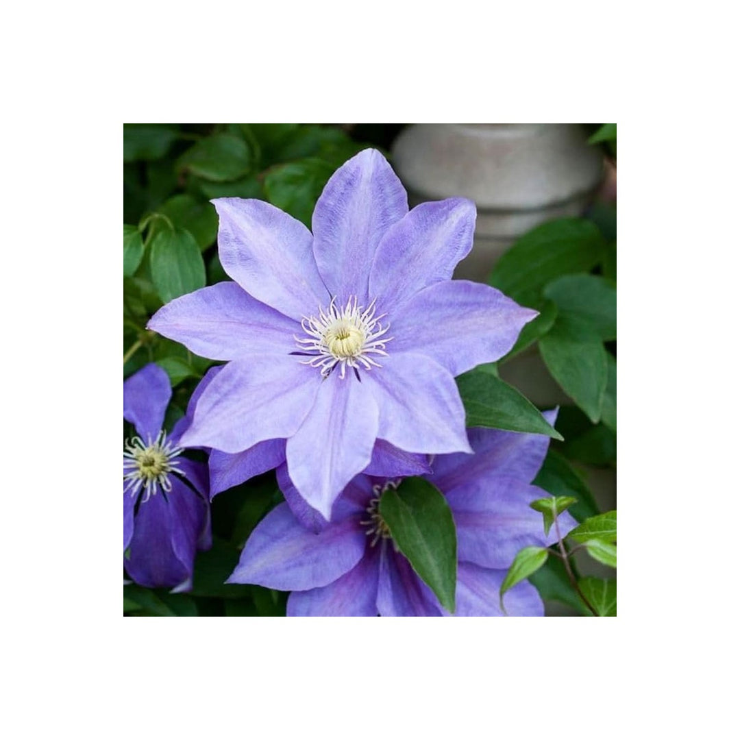 Blue Sky Clematis Clematis Florida Flower For Planting In Home Garden And Decorative Fences Flower [neera-v5-1bcd8657bcfae6f00b5d]