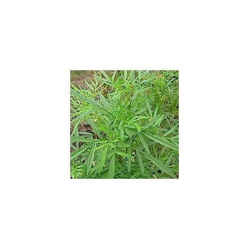 Huacatay Plant Seeds for Planting [neera-v5-1bd3ae10e27827f17be0]