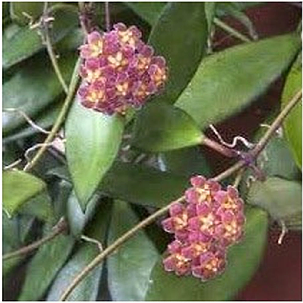 Red Yellow Hoya Flower Seeds for Planting | Heirloom Non-GMO Organic Garden Seeds | High Germination Indoor & Outdoor Blooms [neera-v5-1be22584cf77c2390d7c]