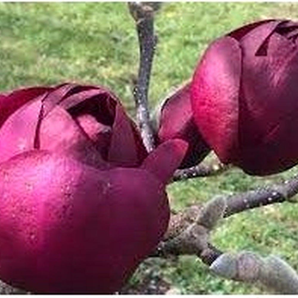 Heirloom Non-GMO Tulip Tree Flower Seeds for Planting [neera-v5-1be6151417d9feed1fae]