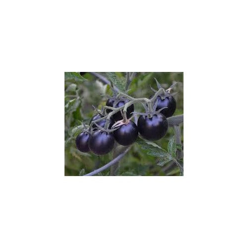 Black Cherry Tomato Vegetable Seeds for Planting [neera-v5-1be9033d1c2f10845776]