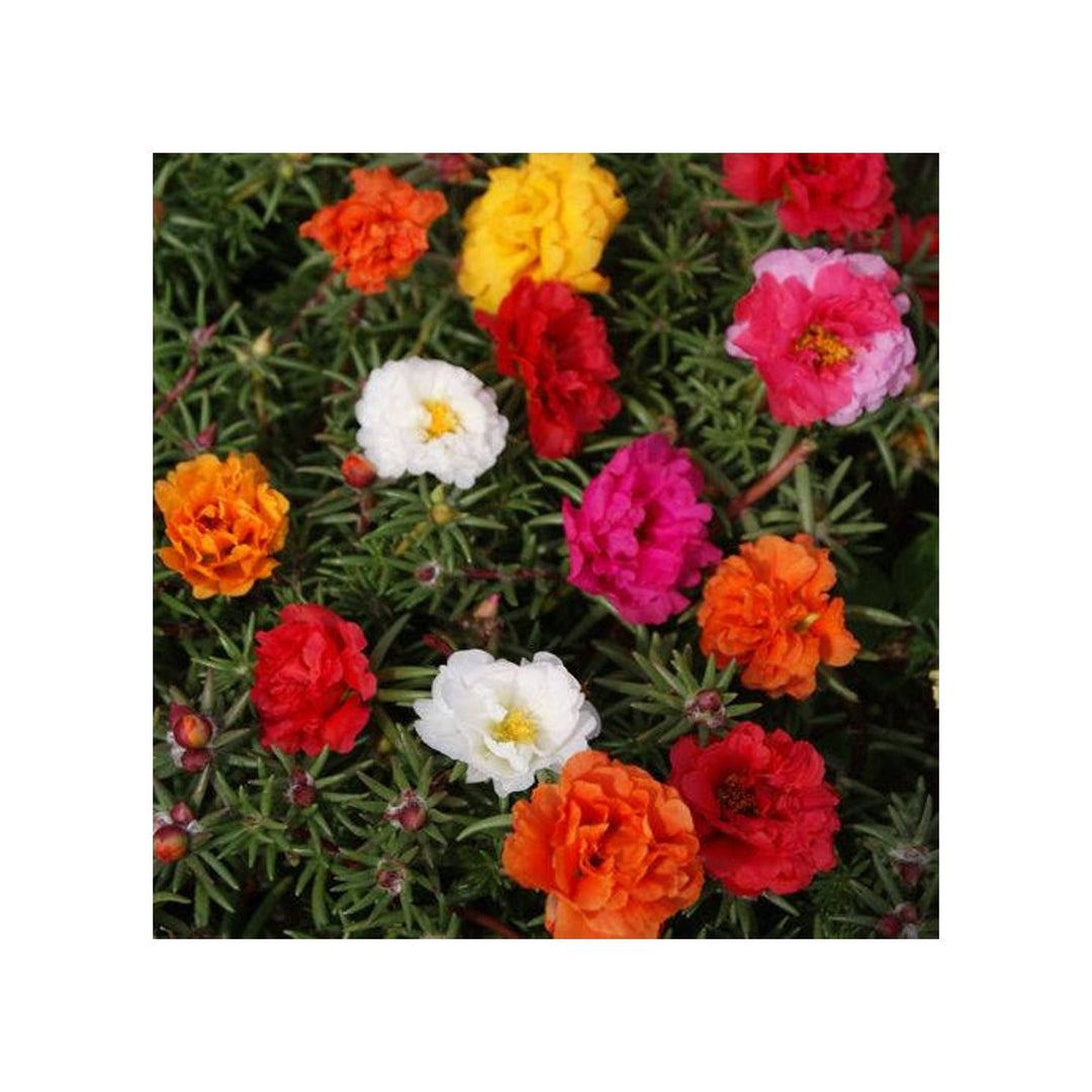 Portulaca Moss Flower For Planting Flower Seeds for Home Garden Planting, Exotic Organic Blooming [neera-v5-1bf2b4efab2e3314f4e7]