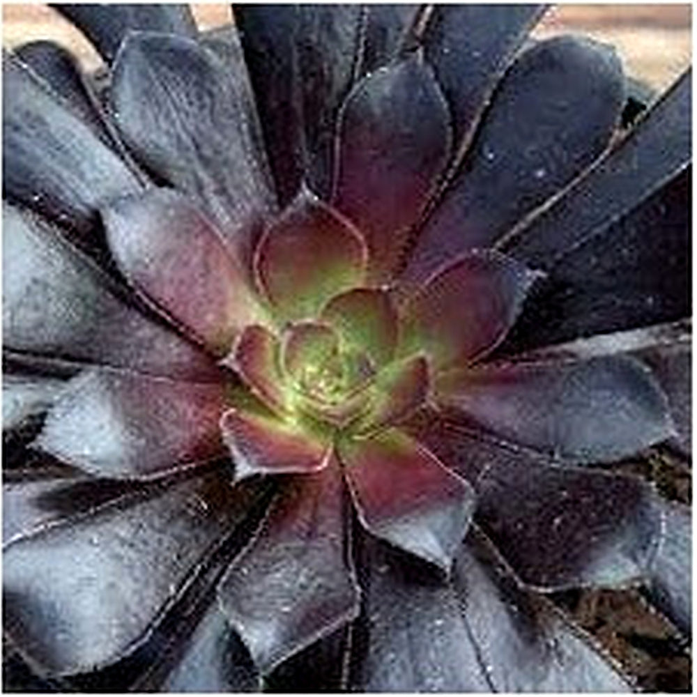 Heirloom Aeonium Flower Seeds, Non-GMO Succulent Blooms for Low-Maintenance Garden Planting [neera-v5-1bf498ec5efa8e9d29cb]