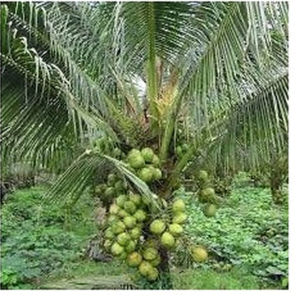 Tall Coconut Tree Seeds for Planting [neera-v5-1bf72445f461c9d15c5b]