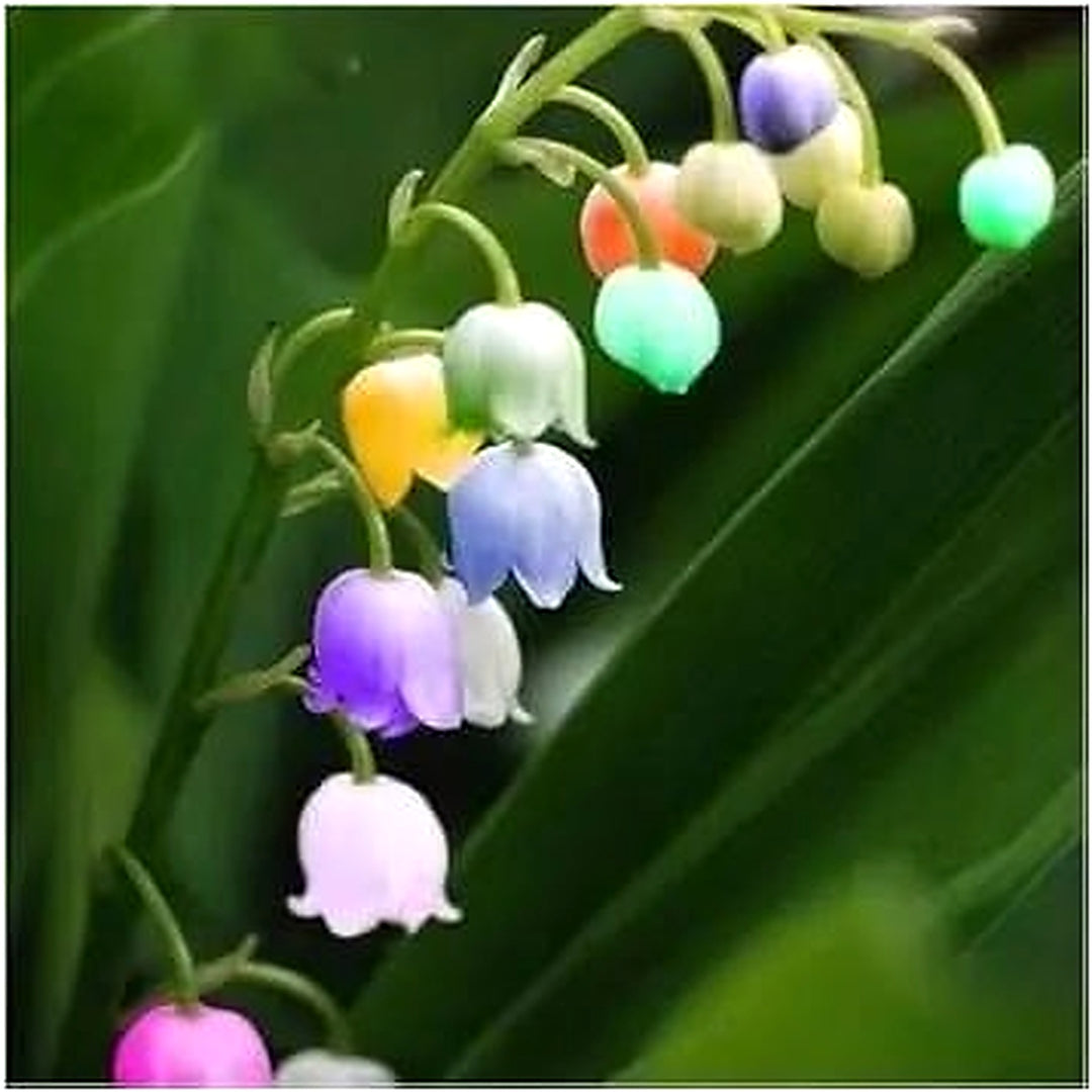 Heirloom Mixed Bell Orchid Flower Non Gmo Rare Blooms For Garden Planting Flower Seeds for Home [neera-v5-1bf8bf0b4856513caed9]