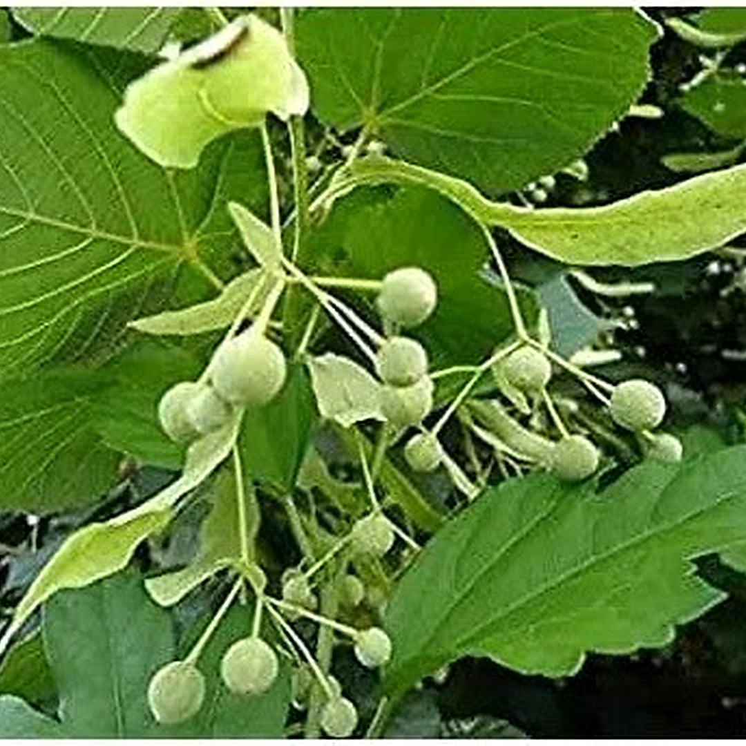 American Basswood Tree For Planting Non Gmo Flower Seeds for Home Garden Planting, Decorative [neera-v5-1bfaf44c6b99f29d830e]
