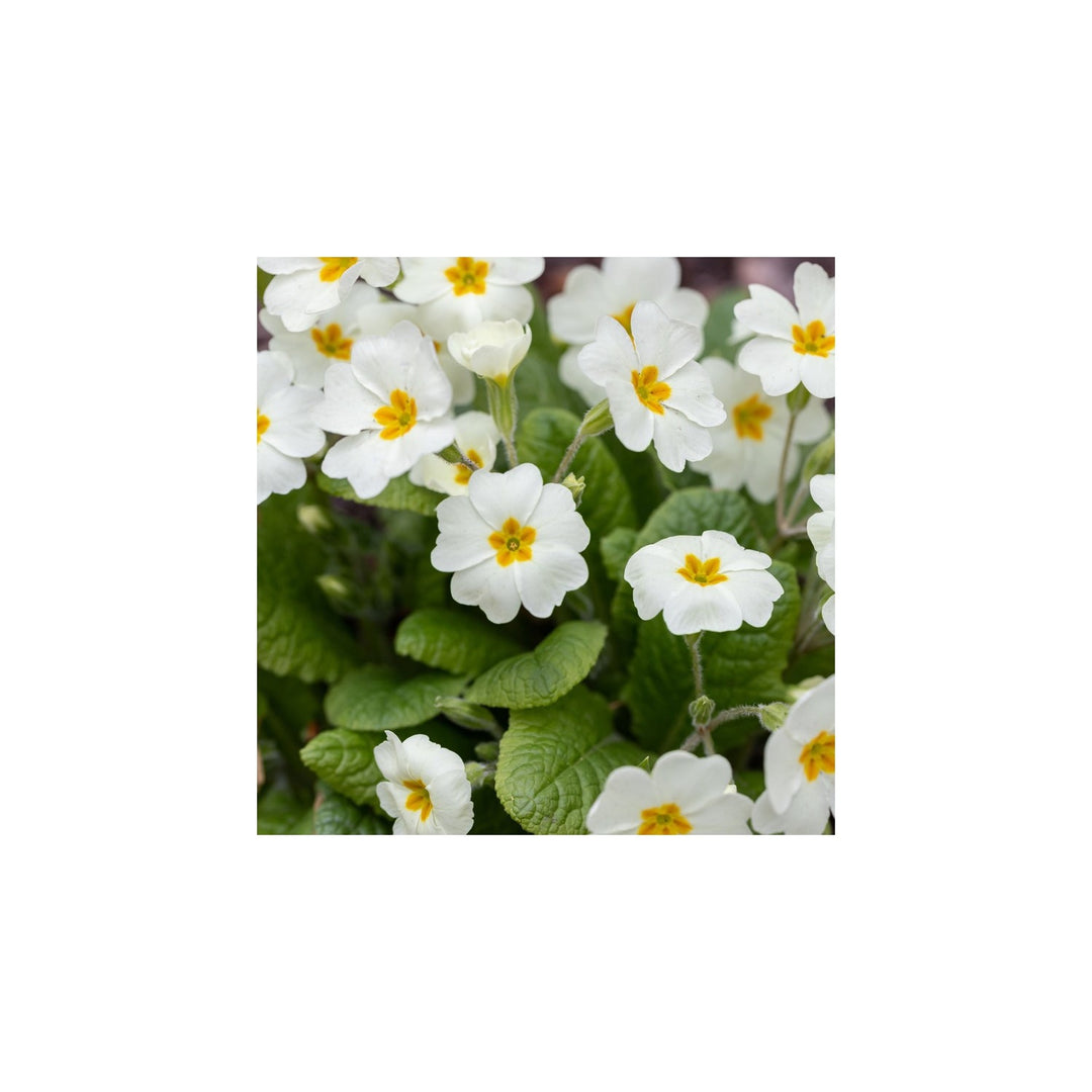 White Organic Heirloom Non Gmo Primrose For Planting Spring Garden Blooms Flower Seeds for Home [neera-v5-1c0171cf433ece45c716]