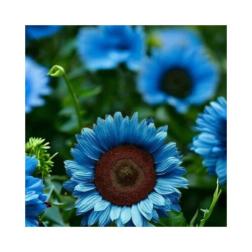 Blue Black Midnight Oil Sunflower Planting Rare Bonsai Hybrid Heirloom Non Gmo Flower Seeds [neera-v5-1c065407c6add1e0e14c]