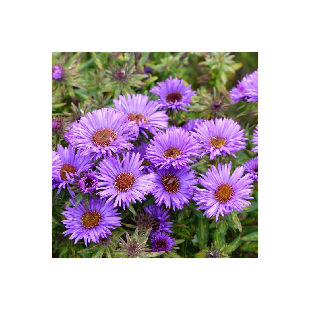 Purple Aster Novae Angliae Planting Organic Heirloom Non Gmo Flower Flower Seeds Home [neera-v5-1c072ebcc235c1109629]