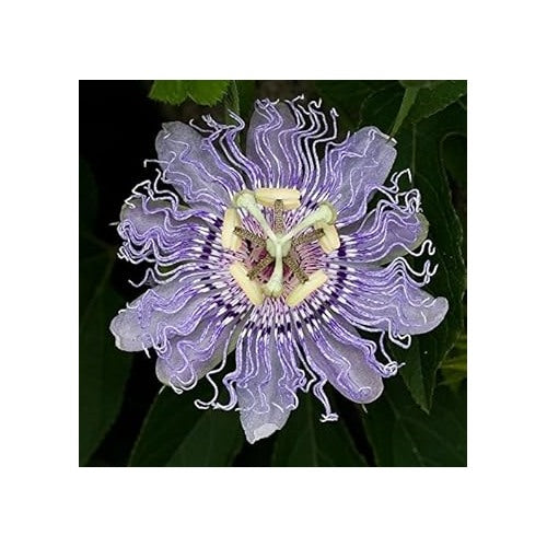 Organic Heirloom Non-GMO Purple Passiflora Flower Seeds for Planting [neera-v5-1c1decec2343030552ef]