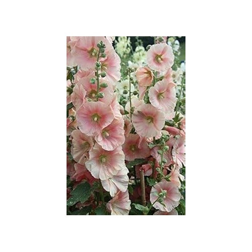 Hollyhock Light Pink Seeds for Planting [neera-v5-1c2473ded98f22e0fcc4]