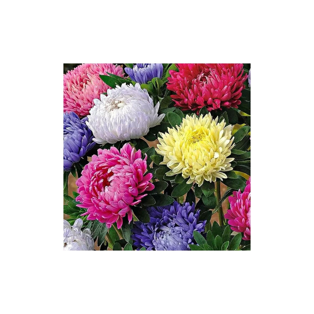 Aster Chinese Chrysanthemum Bonsai Chrysanthemum Morifolium Flower For Indoor Bonsai And Garden [neera-v5-1c277dcc5d7ccaacc0be]