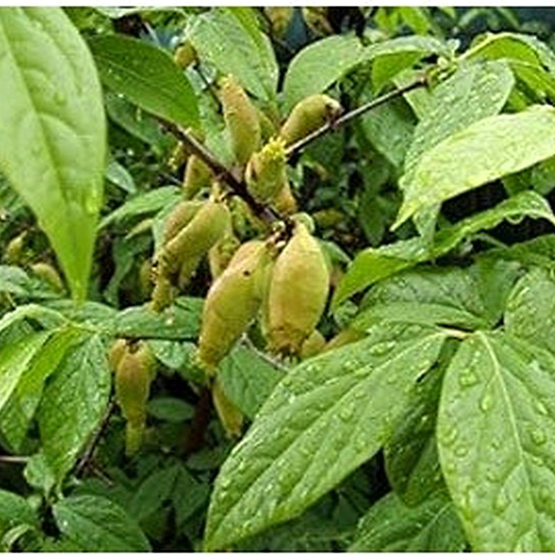Green Chimonanthus Praecox Seeds for Planting [neera-v5-1c28f5a577884618e45f]