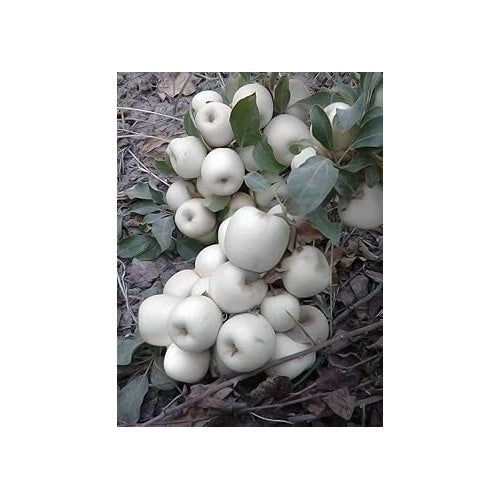 White Apple Fruit Seeds [neera-v5-1c30c18202ed10174d39]