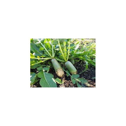 Shawo Fruit Radish Seeds for Gardening [neera-v5-1c323ad7190026614352]