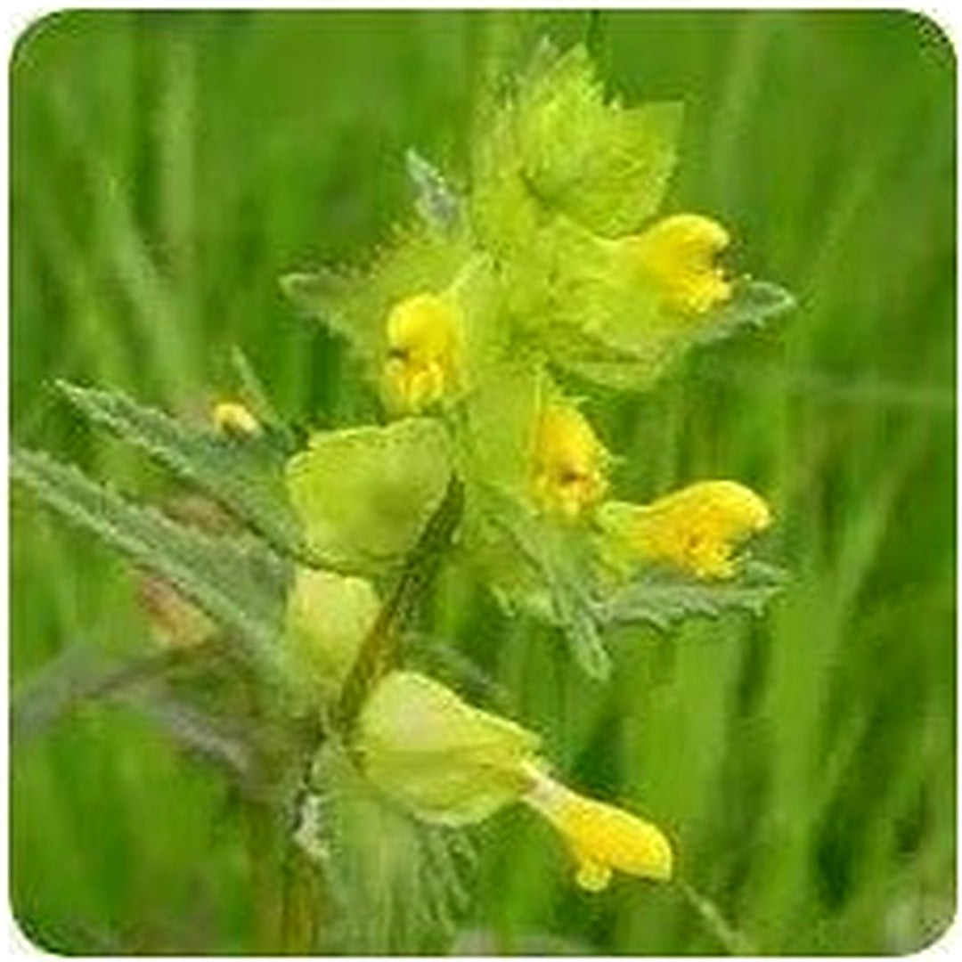 Yellow Rattle Flower For Planting Flower Seeds for Home Garden Planting, Landscape Organic Blooming [neera-v5-1c3c7c766d351fd49fce]