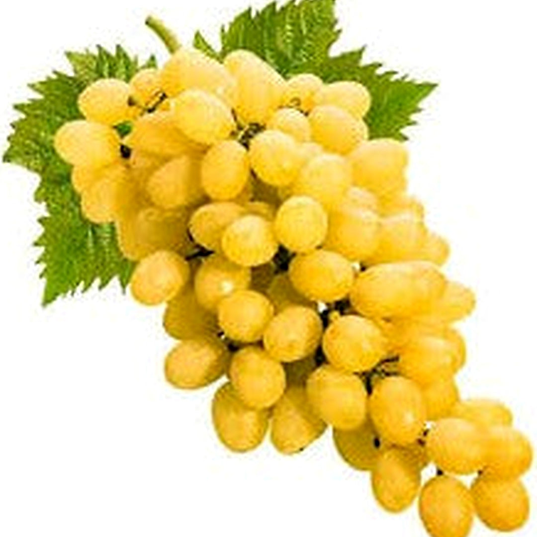 Golden Grapes Fruit Seeds for Planting [neera-v5-1c455729f0aaa90bf1d6]
