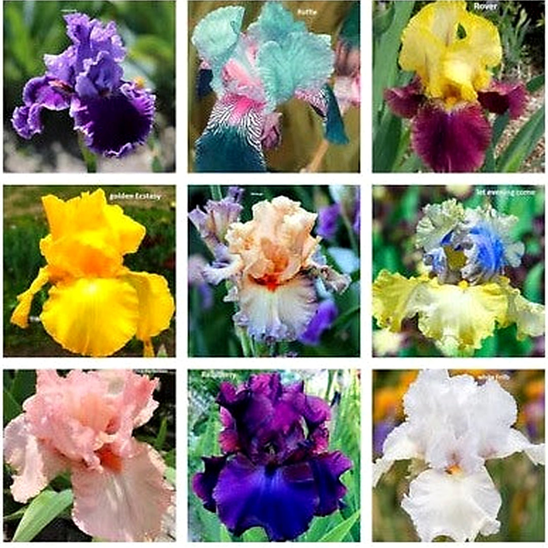 Mixed Color Rare Iris Flower Planting Perennial Iris Autumn Blooms Heirloom Non Gmo Flower [neera-v5-1c47de525a00c19968a6]
