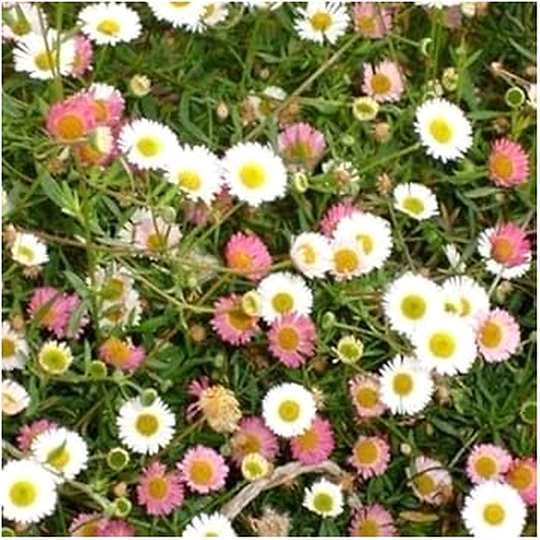 Mixed Karvinskianus Flower Seeds for Planting [neera-v5-1c4c62a260274420b2a5]