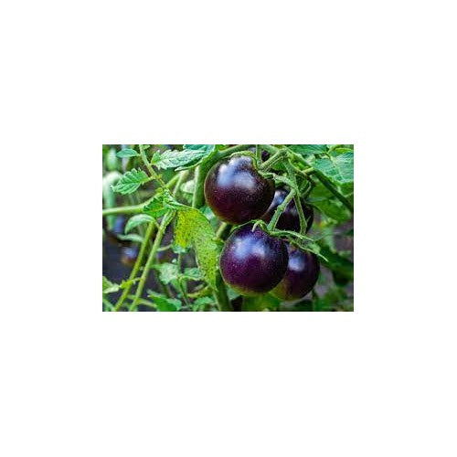 Heirloom Non-GMO Purple Tomato Seeds [neera-v5-1c5a22ea5ea97794959f]