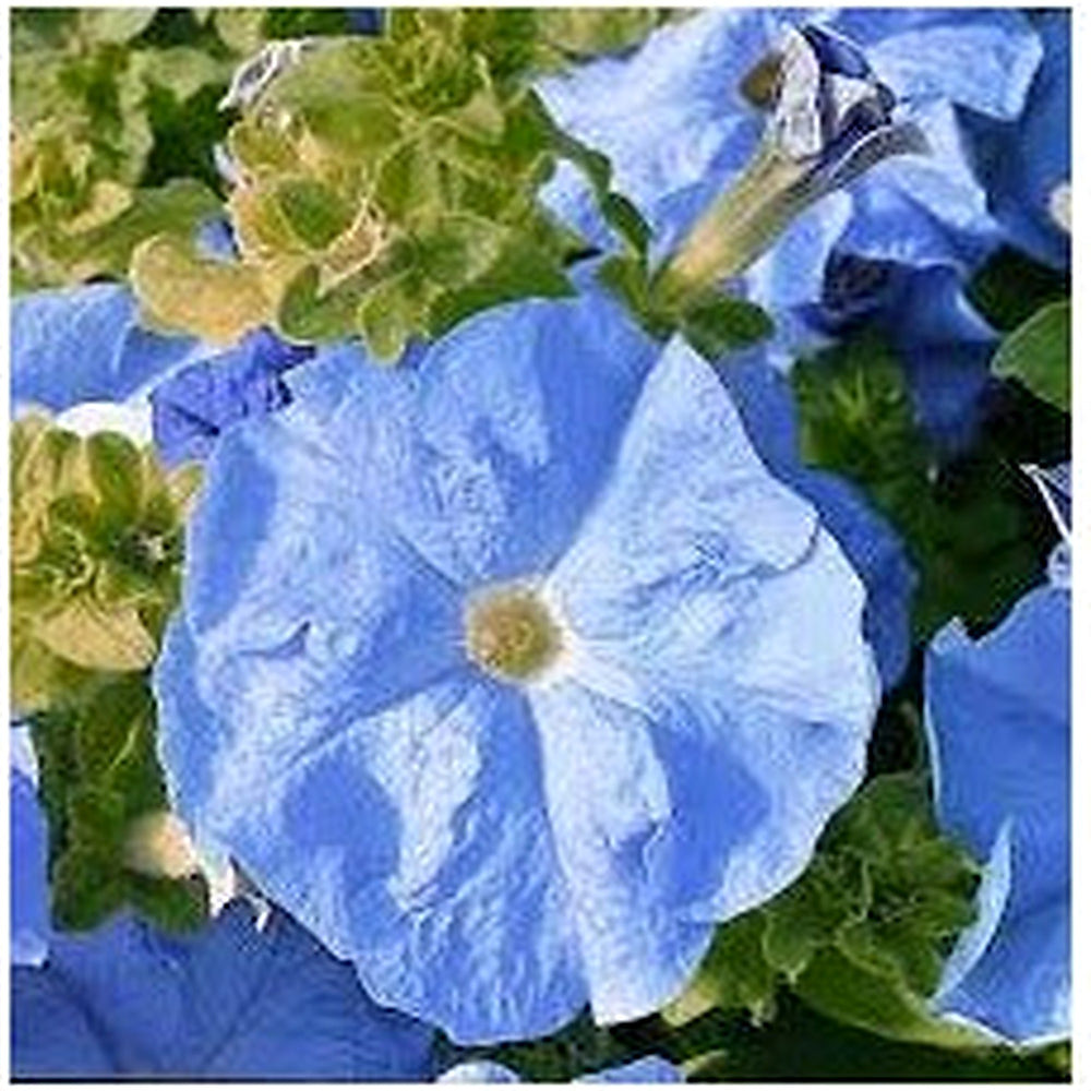 Sky Blue Petunia Flower Seeds for Planting [neera-v5-1c64c54f1e05032d5725]