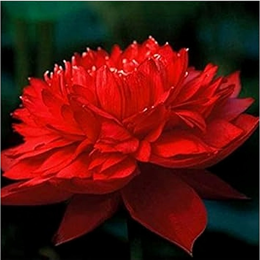 Dark Red Mini Violet Flower Seeds for Planting [neera-v5-1c6b4d7ab6065e1d7cd7]