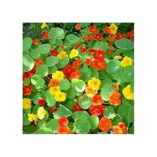 Capuchina Flower Seeds for Planting [neera-v5-1c6f49660d2f476738b9]