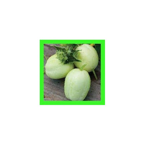 Crystal Apple Cucumber Seeds for Planting | Heirloom, Non-GMO, High Germination Organic Garden Seeds [neera-v5-1c7804a7d14e7815314e]