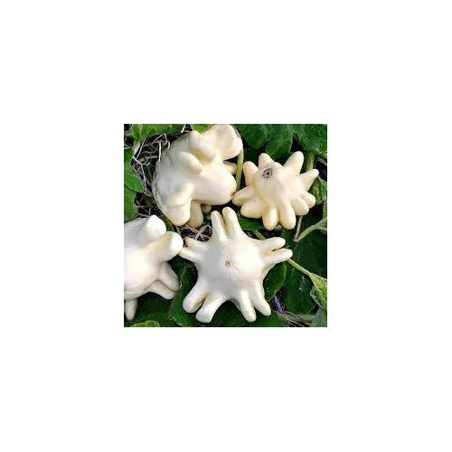 Yugoslavian Finger Squash Seeds for Planting [neera-v5-1c7a9dd41f977c014a7e]