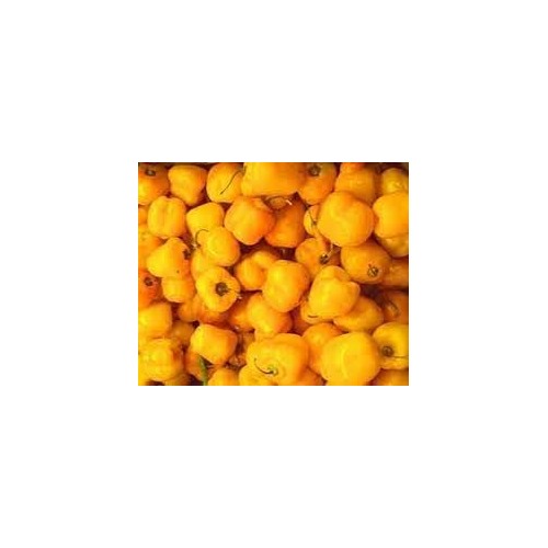 Manzano Pepper Seeds for Planting [neera-v5-1c8c99bc9ffc803f1b3c]