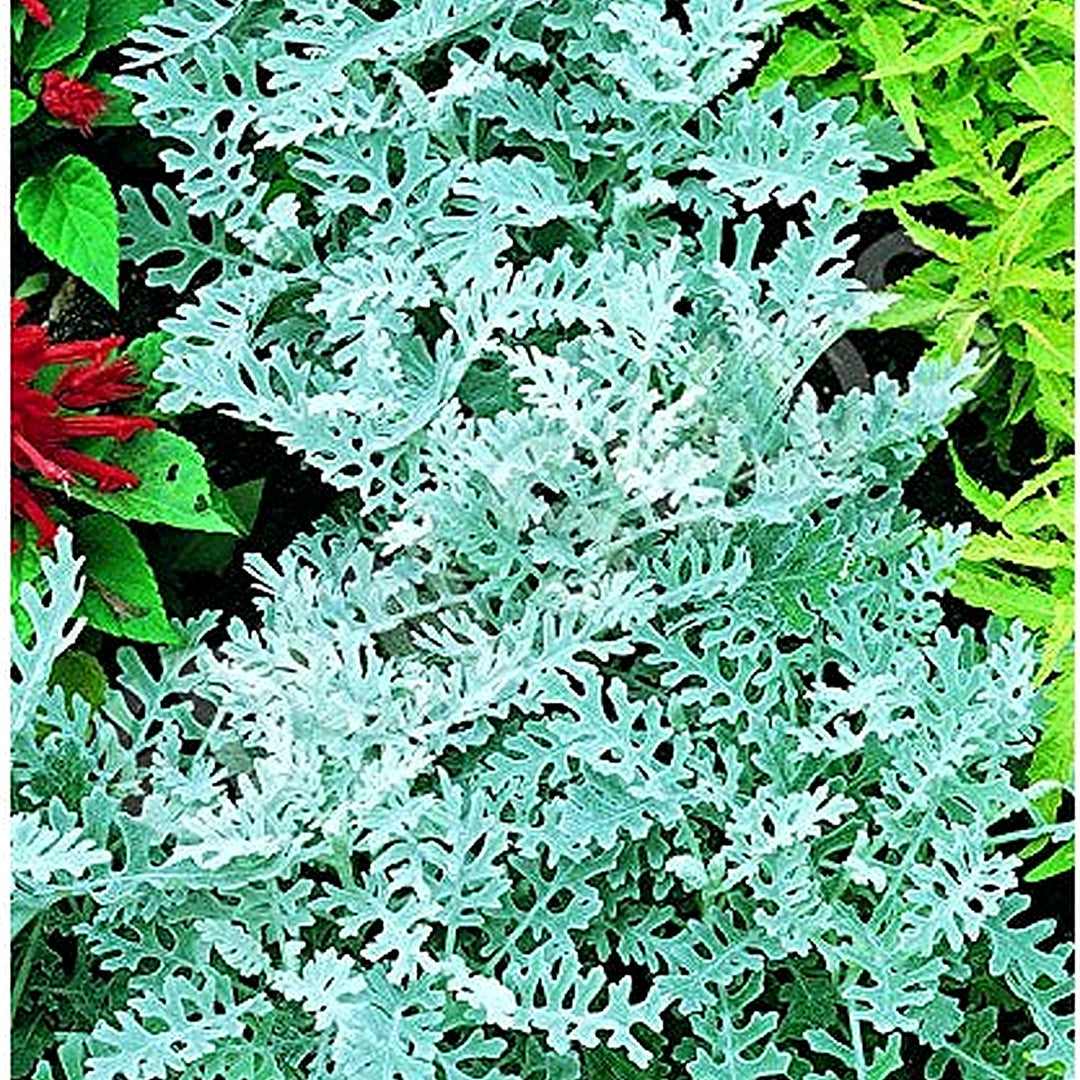 Yellow Dusty Miller Planting Porch Garden Flower Bed Flower Seeds Home Garden Planting, [neera-v5-1c8d96cb9cb0c775de41]