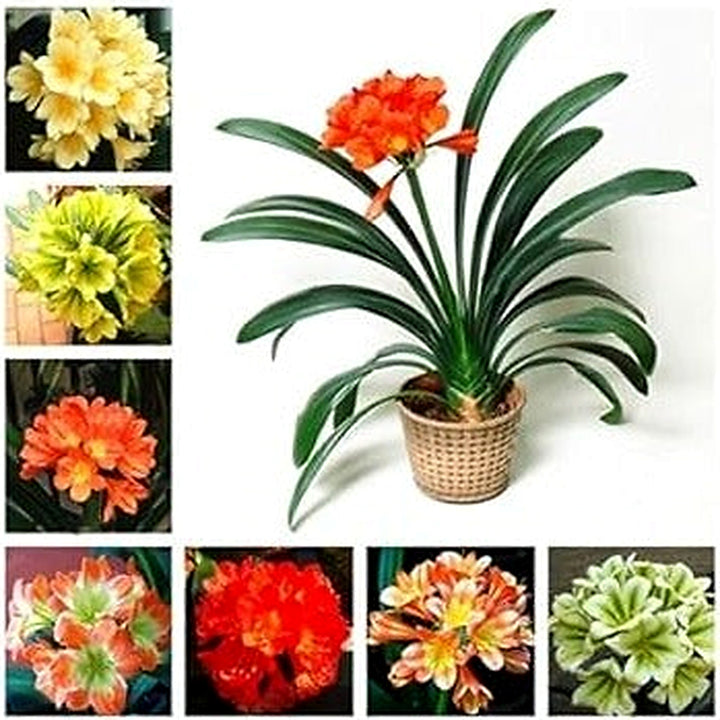 Mixed Clivia Planting Seeds [neera-v5-1c8dccf512d1a895ed4a]
