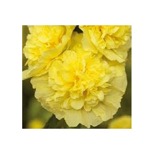Organic Yellow Hollyhock Flower Seeds for Planting [neera-v5-1c8e25fc987ec13bdb36]