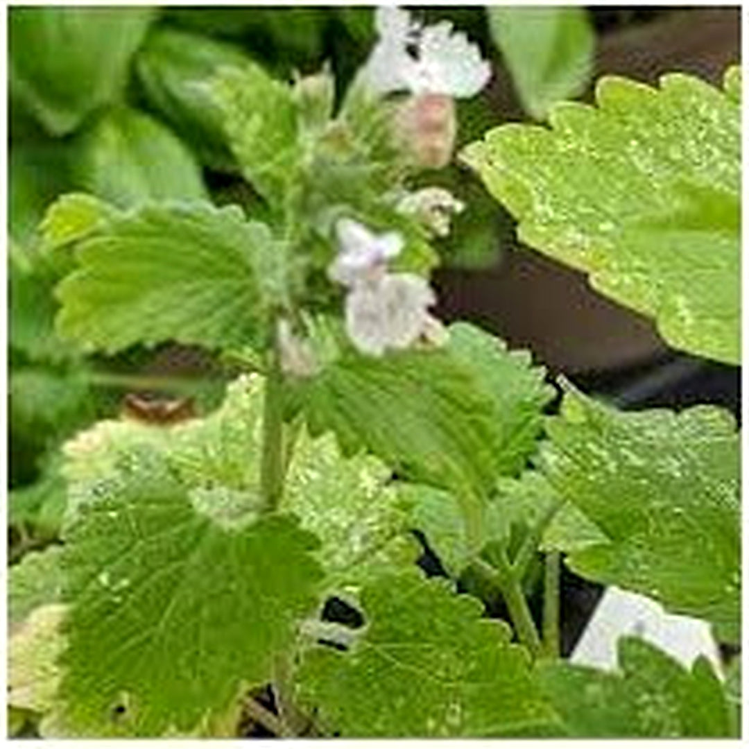 Camphor Catnip (Nepeta camphorata) Seeds for Planting [neera-v5-1c94b8d68d5f6ac5521f]