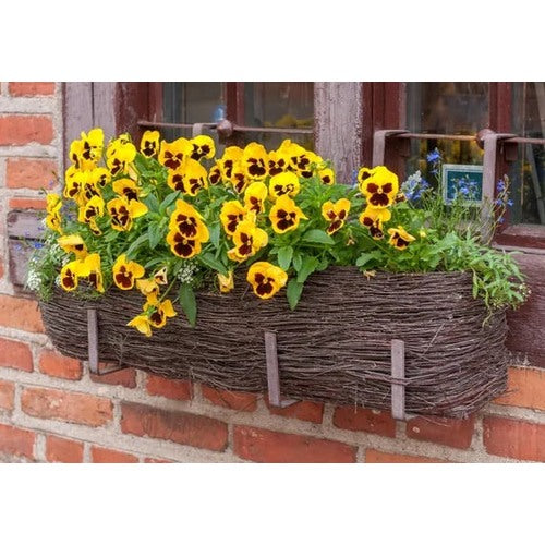 Brown Yellow Pansy Flower Seeds for Planting [neera-v5-1c9af2bef5a361d4e1dc]