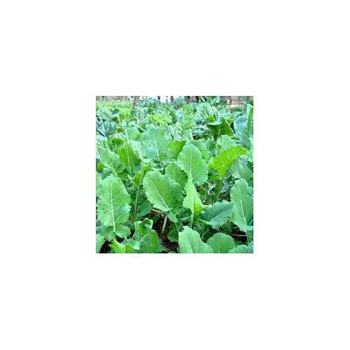 Heirloom Non-GMO Couve Kale Tree Seeds for Planting [neera-v5-1c9ca9214fb901320cae]