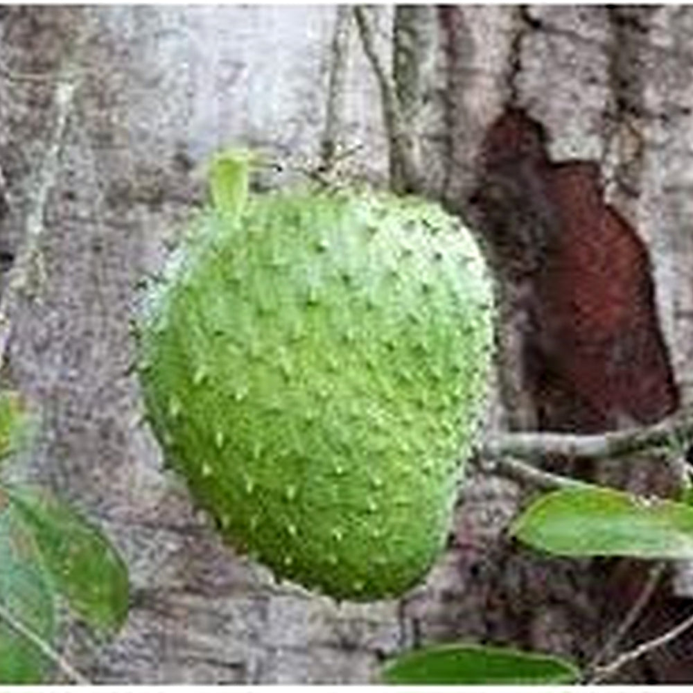 Graviola Fruit Seed Collection for Planting | Heirloom Non-GMO Organic Garden Seeds for Delicious Tangy Fruits [neera-v5-1cabf93618fd21670f7c]