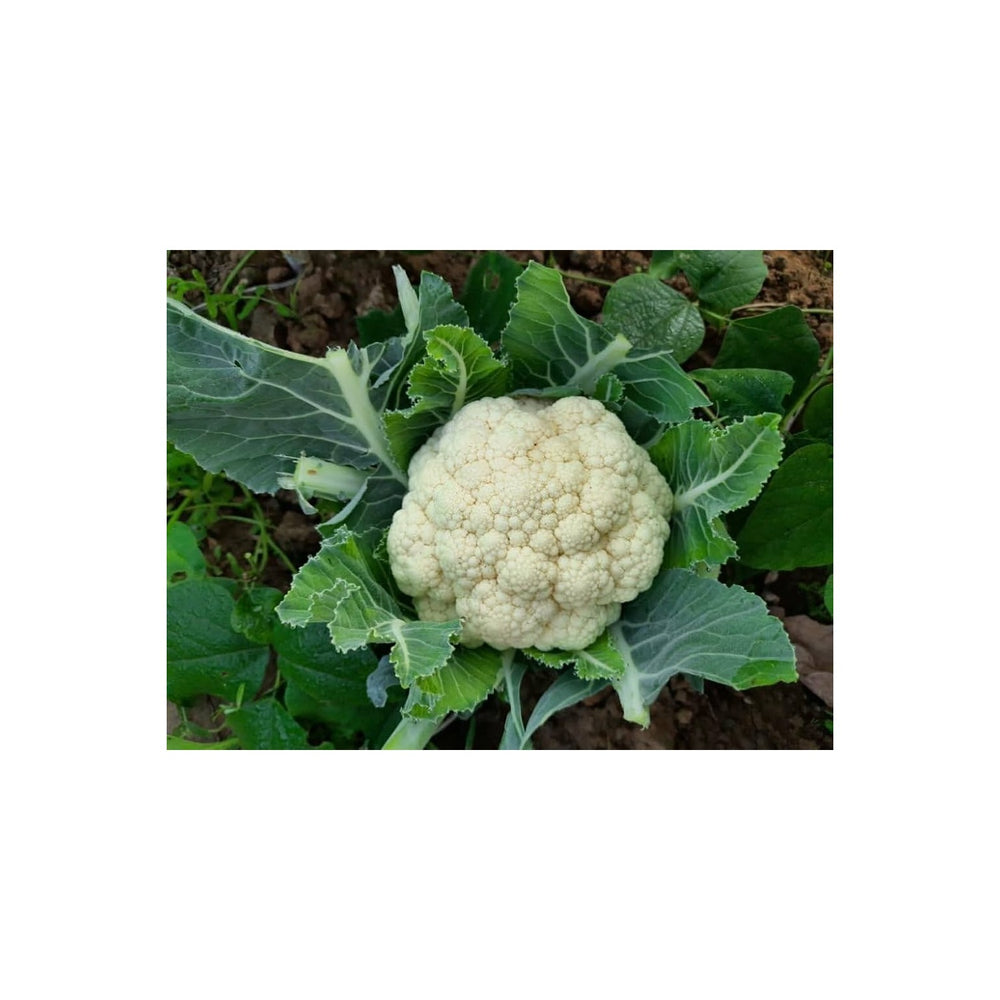 Snowball Cauliflower Heirloom Vegetable Flower Seeds for Home Garden Planting, Exotic Organic [neera-v5-1cae9f376b29e973bdd8]
