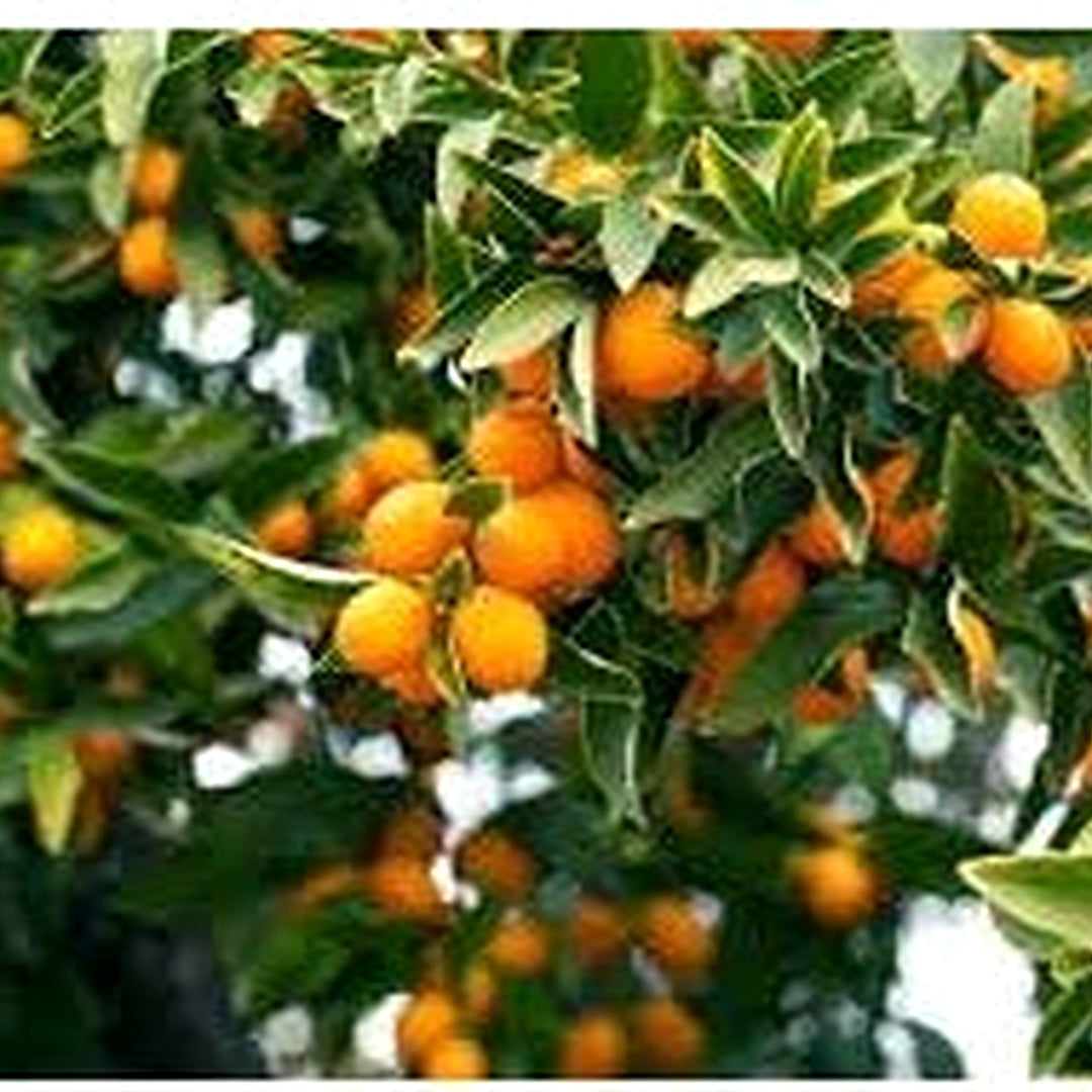 Kumquat Fruit Seeds for Cultivation [neera-v5-1cba95d7d3a32a2a19cb]