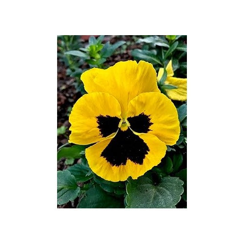 Pansy Flower Seeds Yellow for Planting | Heirloom Non-GMO High Germination Organic Garden Seeds [neera-v5-1cbd75d1b1c12181ca36]