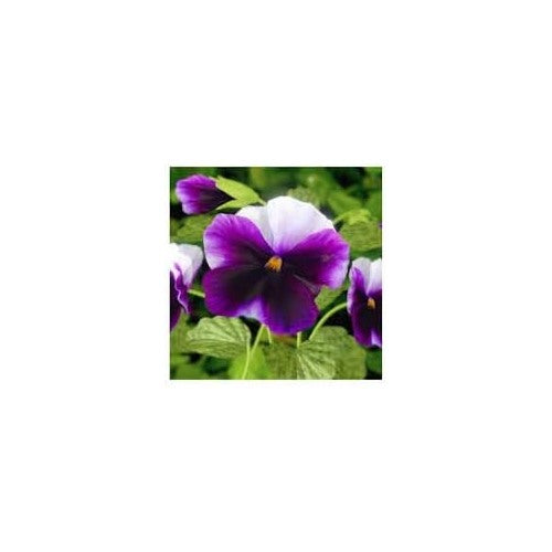 Violet &amp; White Pansy Heirloom Non-GMO Seeds for Planting [neera-v5-1cc143bc9baafcb197b5]