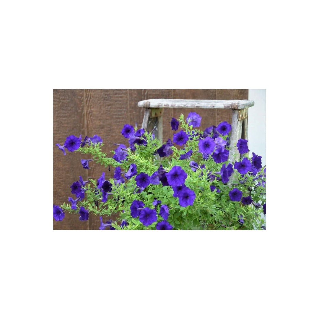 Blue Petunia Flower Flower Seeds for Home Garden Planting, Decorative Organic Blooming Collection [neera-v5-1ccc2b38e501d59b6a81]