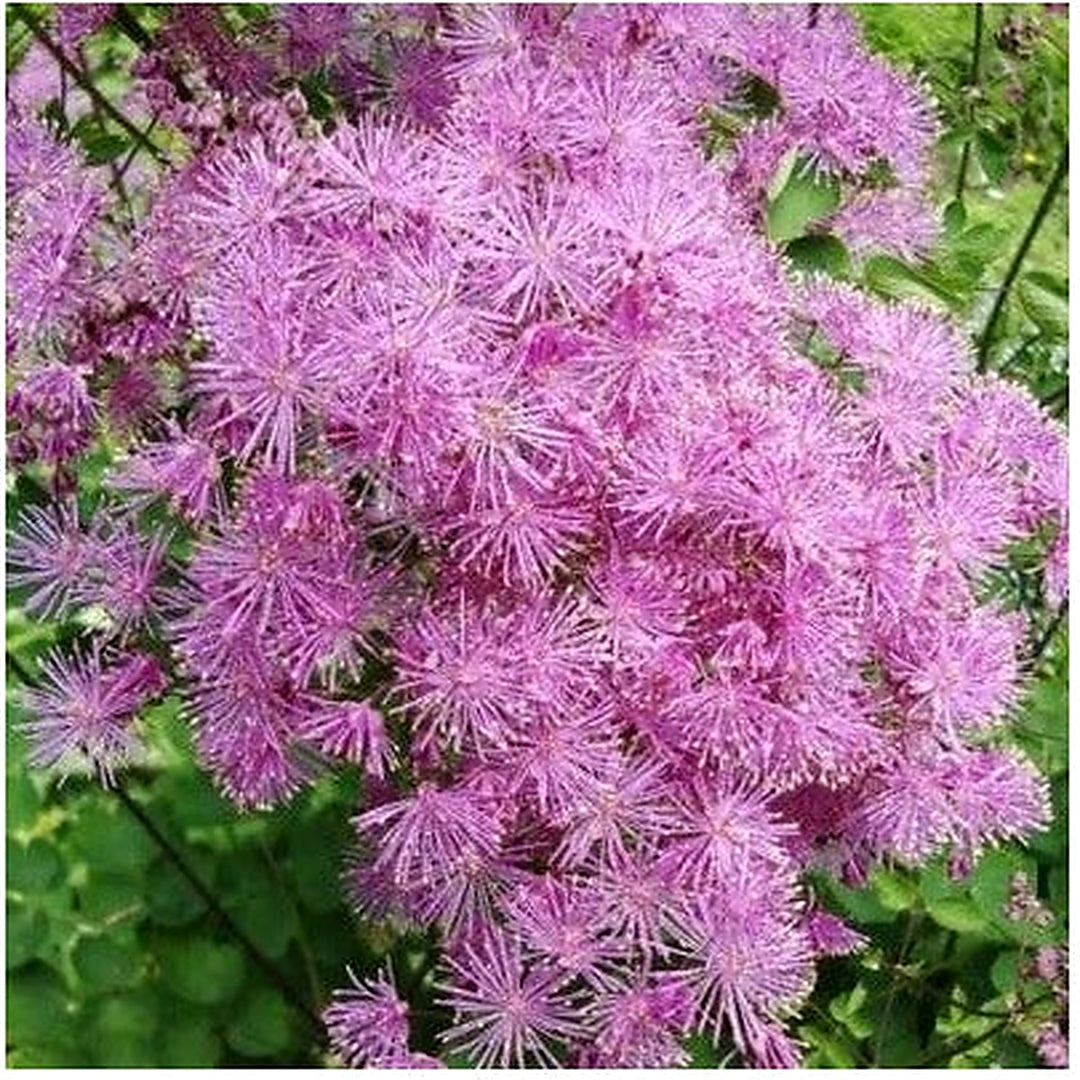 Meadow Shade Rue Perennial Graceful Airy Flowers Olumbines Like Foliage Heirloom Non Gmo Flower [neera-v5-1cd941a697b5c87df263]