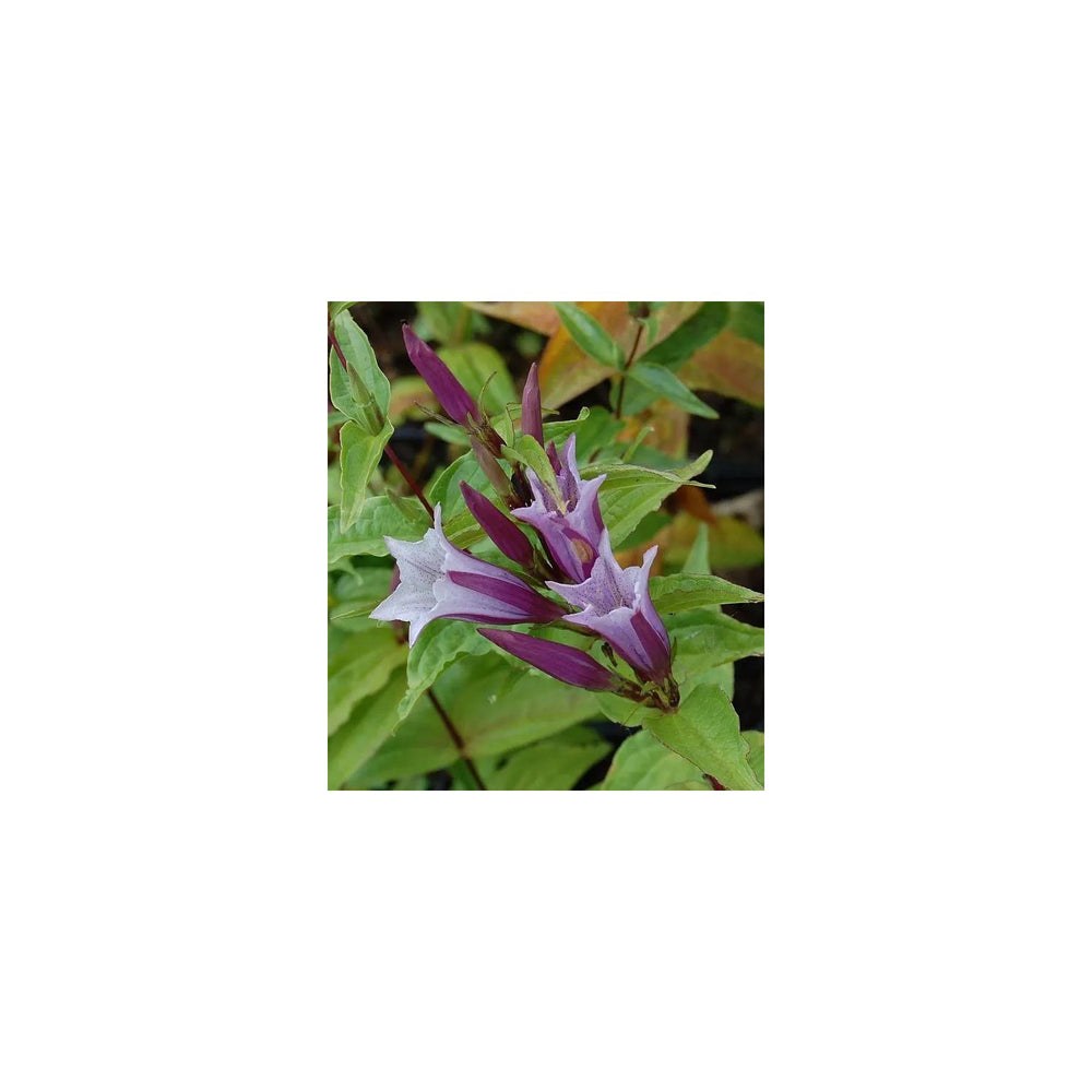 Lavender Gentiana Asclepiadea For Planting Non Gmo Flower Seeds for Home Garden Planting, for [neera-v5-1ce2e673c8424a38e091]