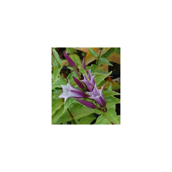 Lavender Gentiana Asclepiadea For Planting Non Gmo Flower Seeds for Home Garden Planting, for [neera-v5-1ce2e673c8424a38e091]