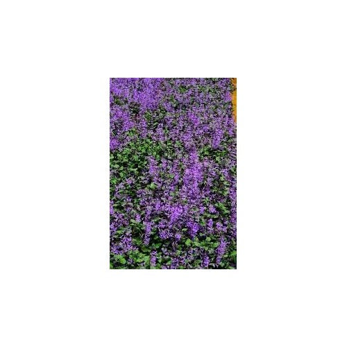 Heirloom Non-GMO Catnip Catmint Flower Seeds for Planting [neera-v5-1cebee210ea84b92f229]
